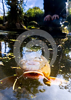 Koi Karp Pond