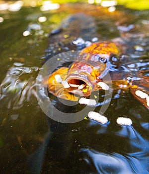 Koi Karp Pond