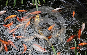 Koi Karp in a pond, busy during feeding time