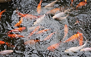 Koi Karp in a pond, busy during feeding time