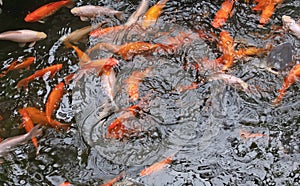 Koi Karp in a pond, busy during feeding time
