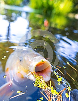 Koi Karp Pond