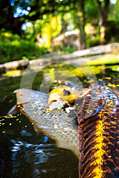 Koi Karp Pond