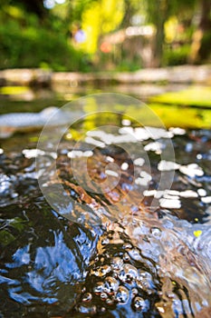 Koi Karp Pond