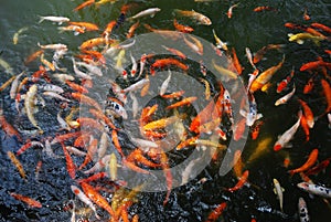 Koi in the lake