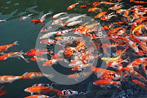 Koi in the lake