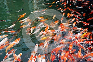 Koi in the lake