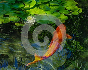 Koi and lotus in a meditation pond