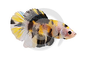 Koi male betta splendens Siamese fighting aquarium fish