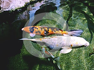 Koi - nishikigoi fish