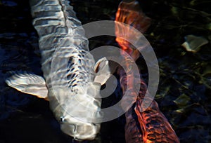 Koi in Pond