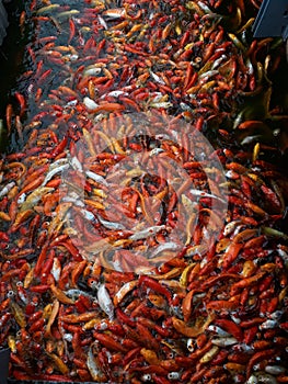 Koi Pond