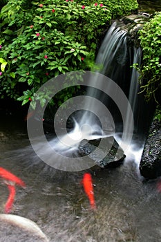 Koi Pond 3