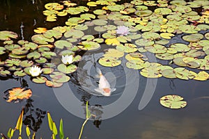 Koi Pond