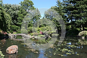 Koi Pond