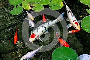 Koi Pond