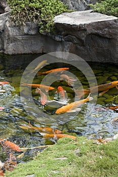 Koi Pond