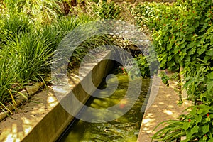 Urban Koi Pond in the gardens of the Alamo in San Antonio Texas photo