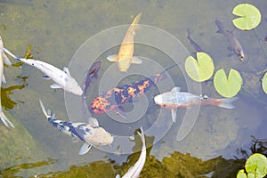 Koi pond with carp fishes and waterlilies leaves in a summer day