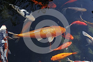 Koi in the pond of the Church of the multiplication of bread in Tabgha