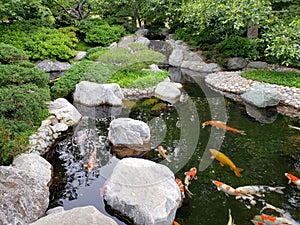  Koi pond design in Japanese friendship garden Balboa park San Diego