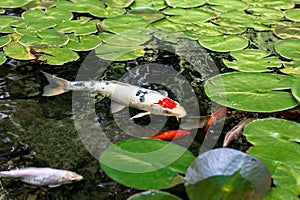 Koi Pond photo