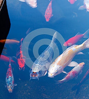 Koi Pond with Japan Colorful Carps Fishes