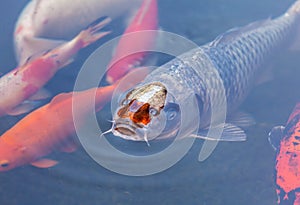 Koi Pond with Japan Colorful Carps Fishes