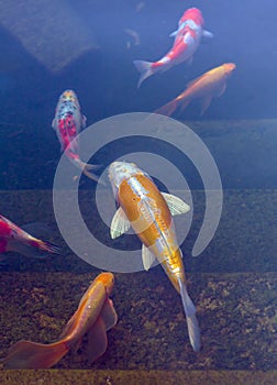 Koi Pond with Japan Colorful Carps Fishes