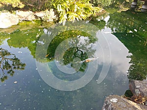 Koi pond in Japanese garden