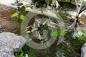 Koi pond at the Kaanapali Beach, Maui