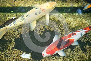 Koi pond koi fish swimming in the pond