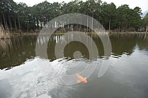 Koi pond with koi fish, Zen-like