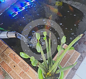 koi pond with manggrove tree