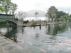 Koi Pond view in Tirta Gangga Bali