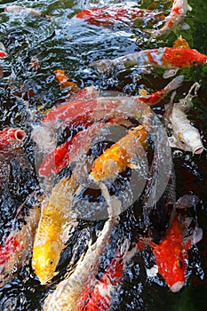 Koi pool closeup detail