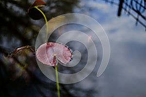 Koi red carp swim in a small pond with water lilies in the botanical garden in the center of Belgrade.