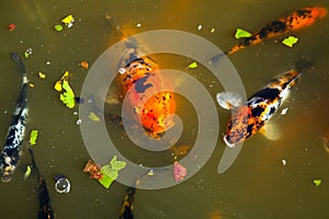 Koi in the Shoyoen Garden in Dubbo Australia