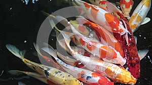 Koi Swim in Pond, Movement of Swimming and Space.Multicolored fish swim in pond. Large Koi carp swimming in