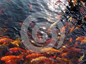 koi swim under starry sun