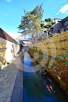 Koi swimming through the canal along Yanaka Lane in Gifu, Japan