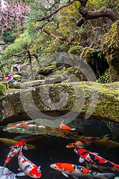 Koi swimming under stone bridge in a Japanese garden with cherry blossom in background