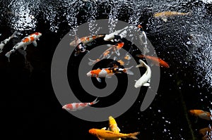 Koi swimming in a water garden,Colorful koi fish