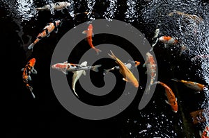 Koi swimming in a water garden,Colorful koi fish