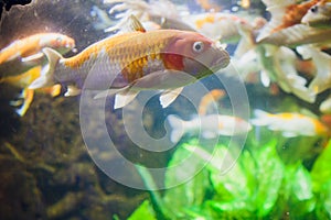 Koi swimming in a water garden,Colorful koi fish,Detail of colorful japanese carp fish swimming in pond