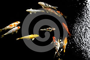 Koi swimming in a water garden,Colorful koi fish photo