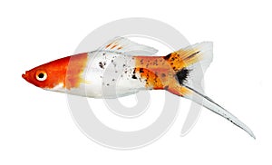 Koi Swordtail Xiphophorus Helleri Male aquarium fish isolated on white