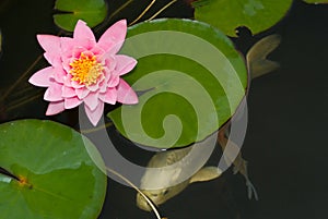 Koi under Water Lilly