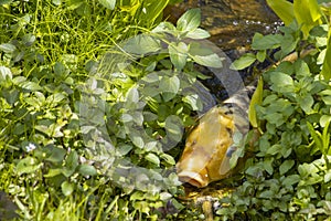 Koi Wanting to be fed