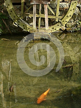 Koi and waterwheel photo